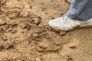 Photo: Re-entry following a rain event into a native soil field